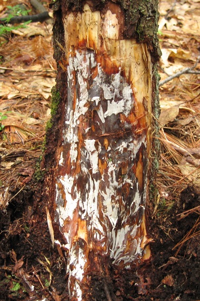 Ağaç gövdesini ele geçirmiş Armillaria mantarı
